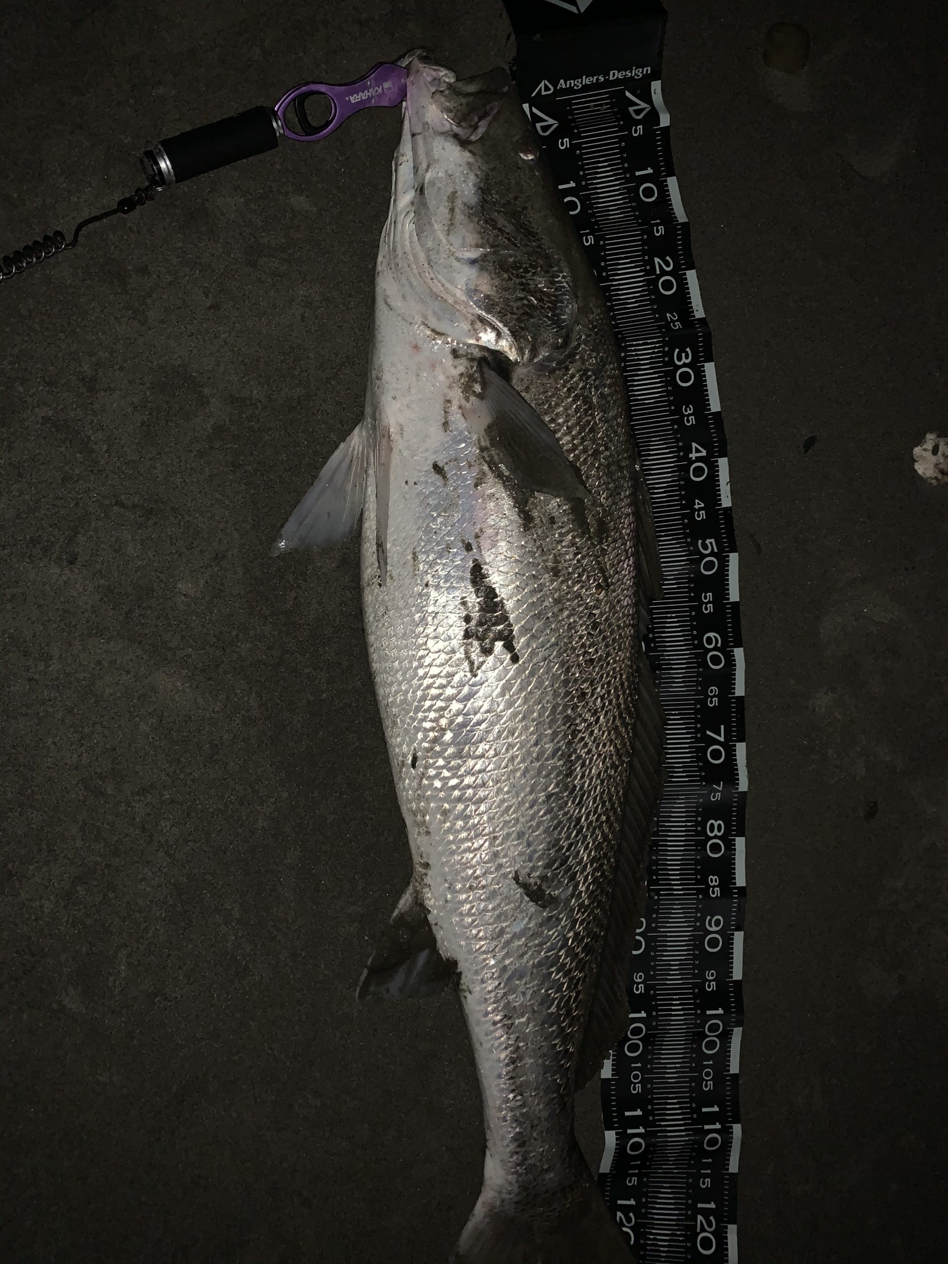 遠州灘でオオニベ 釣りしてクッキング